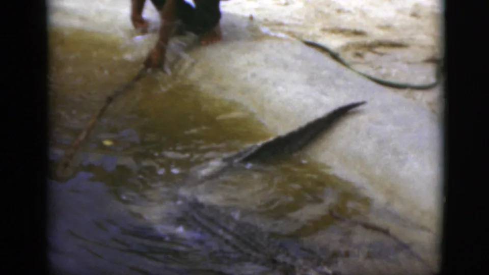 1975 Florida 8mm frame showing a barefoot man near partially submerged alligators in shallow murky water.