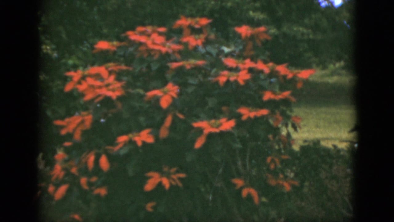Red flowers and dark green foliage fill the frame outdoors.