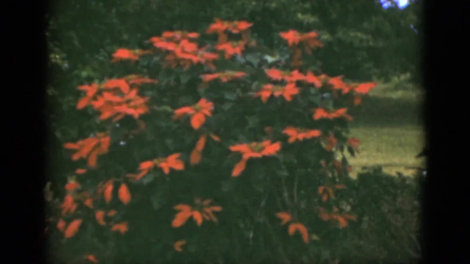 1975 Florida home-movie frame of red flower clusters against dense green foliage in an outdoor setting.