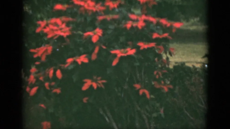 A soft 8mm frame from the Florida clip showing red blossoms on a leafy shrub with grass behind it.