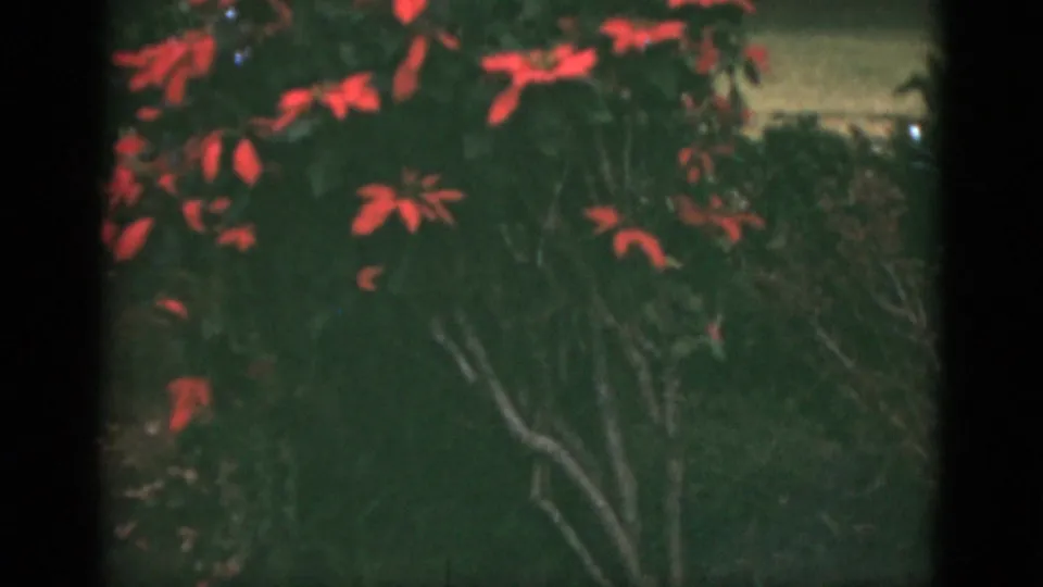 Final 1975 Florida frame showing red flower clusters, pale stems, and dark foliage in a handheld 8mm view.