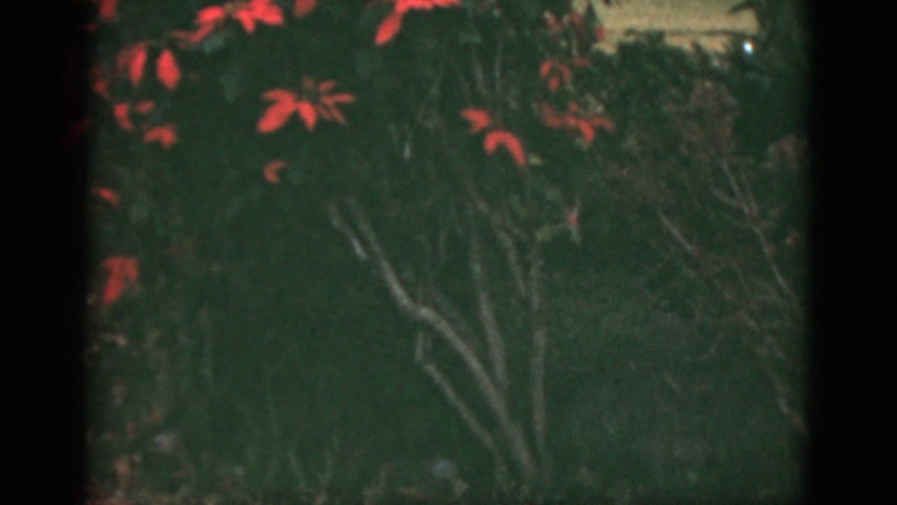 Soft garden foliage with red leaves and dark 8mm frame borders.