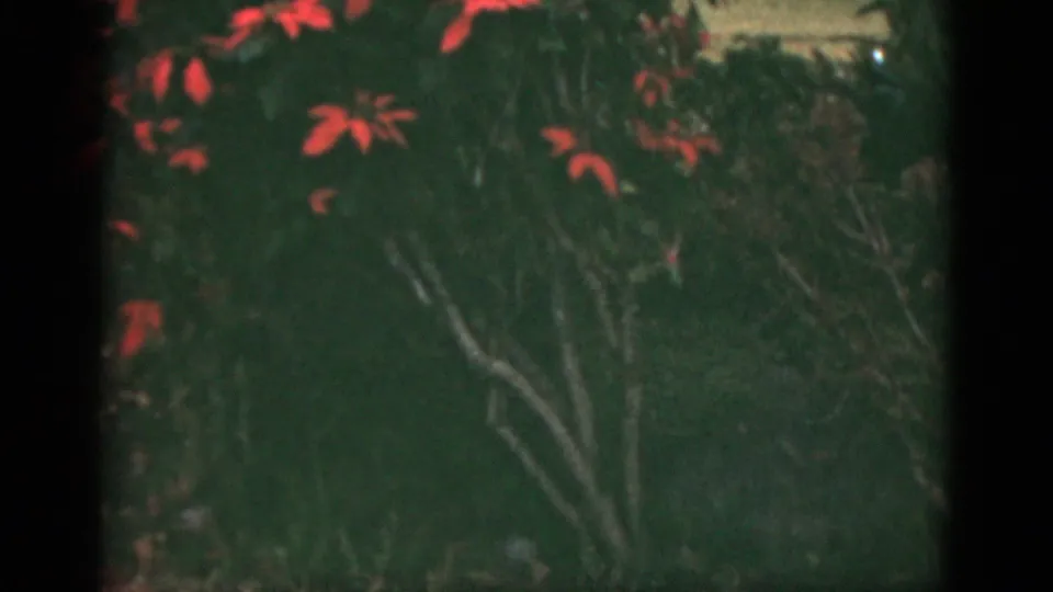 1975 Florida 8mm frame showing soft green garden foliage, scattered red leaves, and heavy dark film borders before the woman enters clearly.