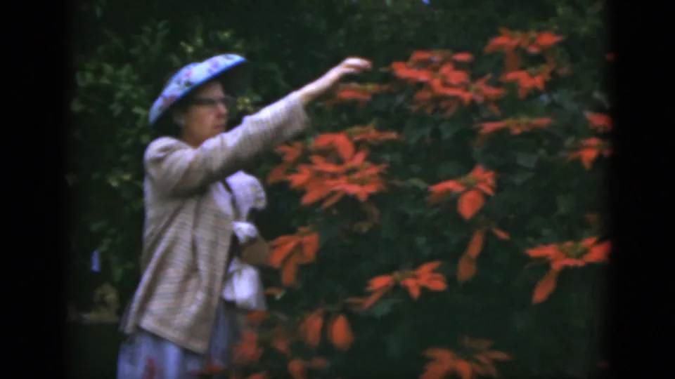 1975 Florida 8mm frame showing an adult woman in a hat and light jacket extending her arm through red garden blooms against dense greenery.