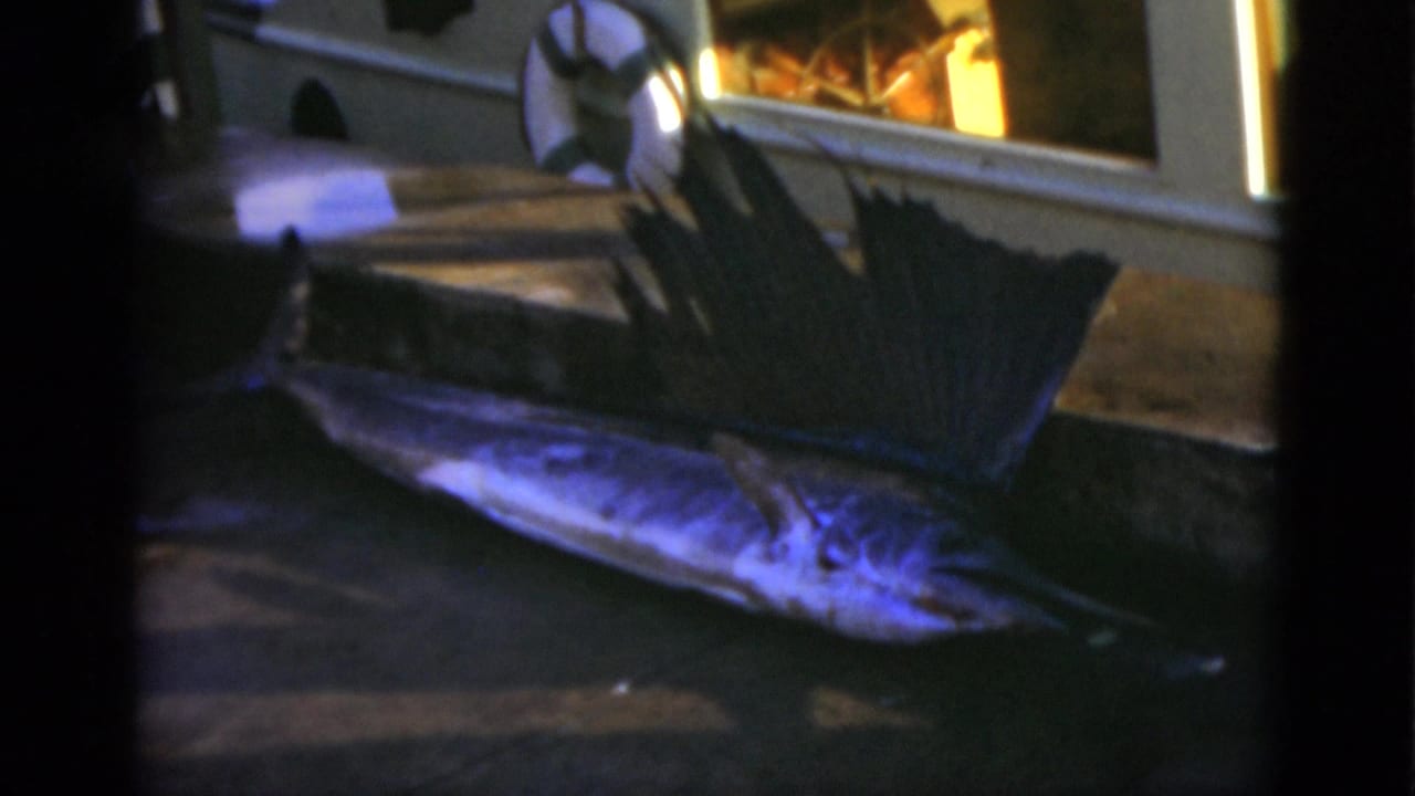Large sailfish lying on concrete with its dorsal fin raised near a window and life preserver.