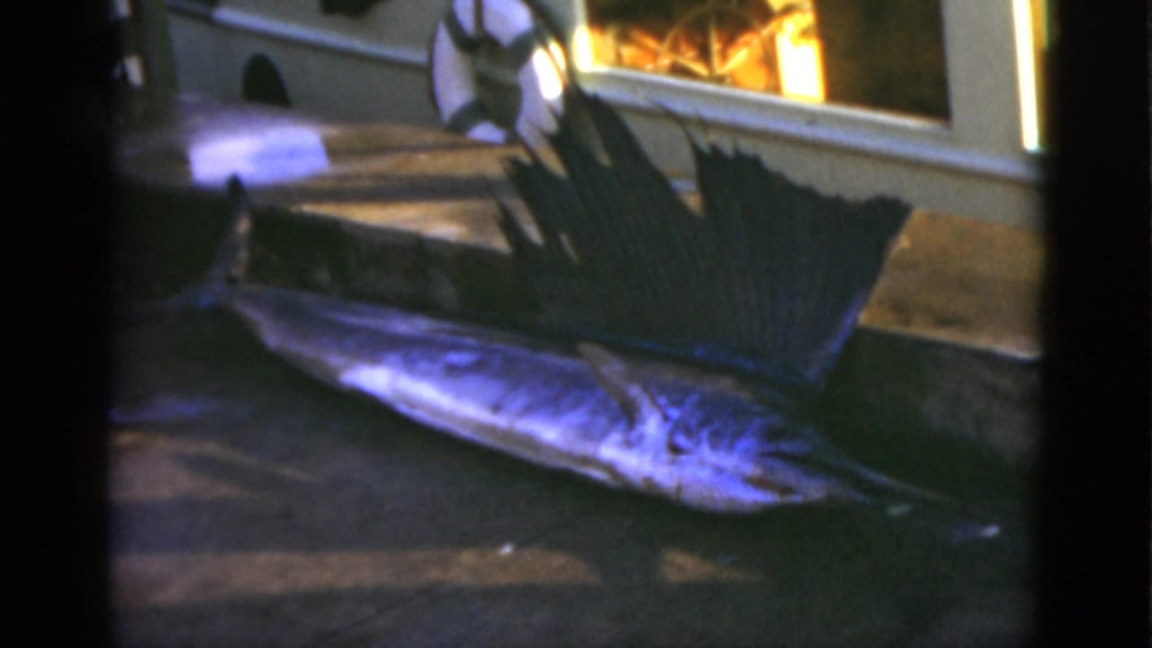 Dead sailfish on a concrete surface, lit blue, with window trim and life preserver in back.