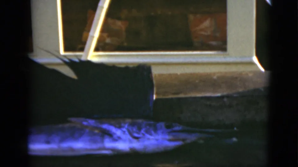 1975 Florida 8mm frame with the sailfish partly cropped beneath a bright window frame, lying still on a concrete surface.