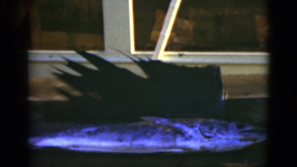 1975 Florida home-movie frame showing the sailfish stretched along the concrete, with its fin silhouetted against a lit window area.