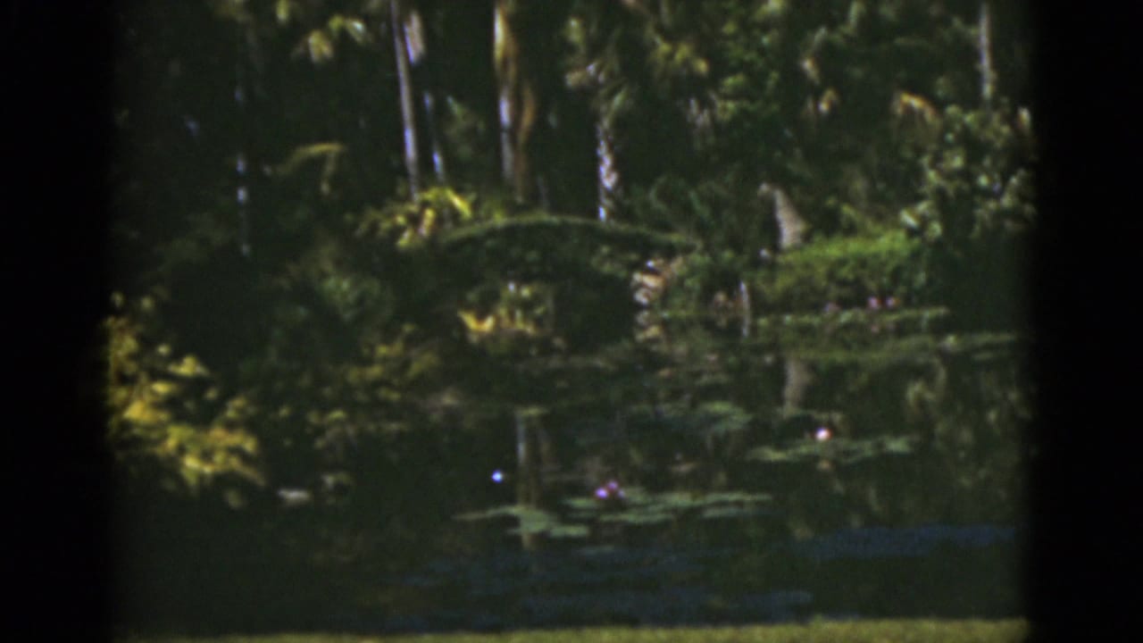 Tropical pond with lily pads, water lilies, palms, and dense greenery reflected in still water.