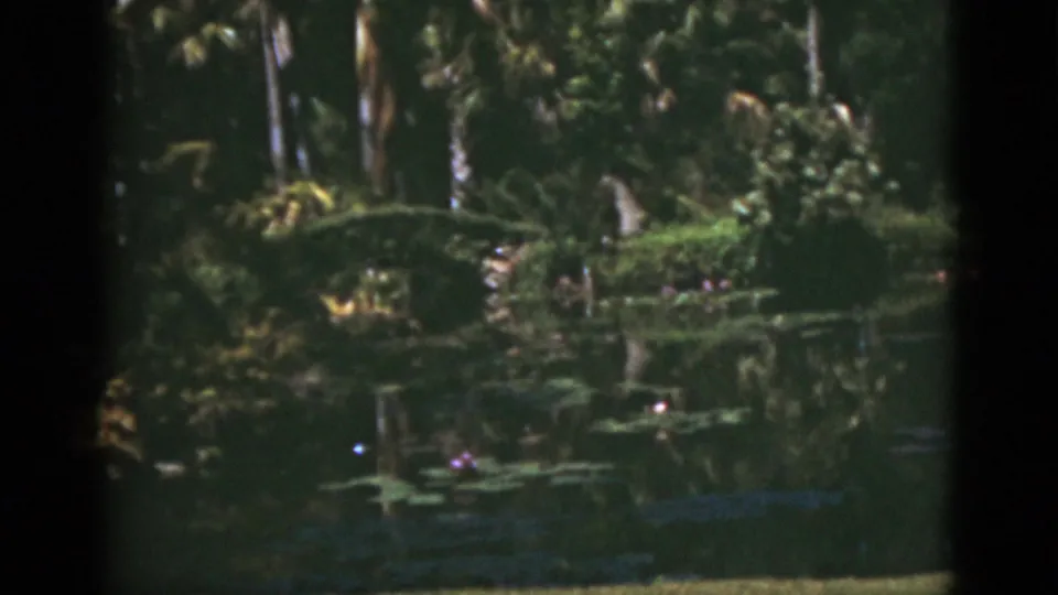 1975 Florida 8mm view of a tropical garden pond with lily pads, pink blooms, palms, and dark green reflections.