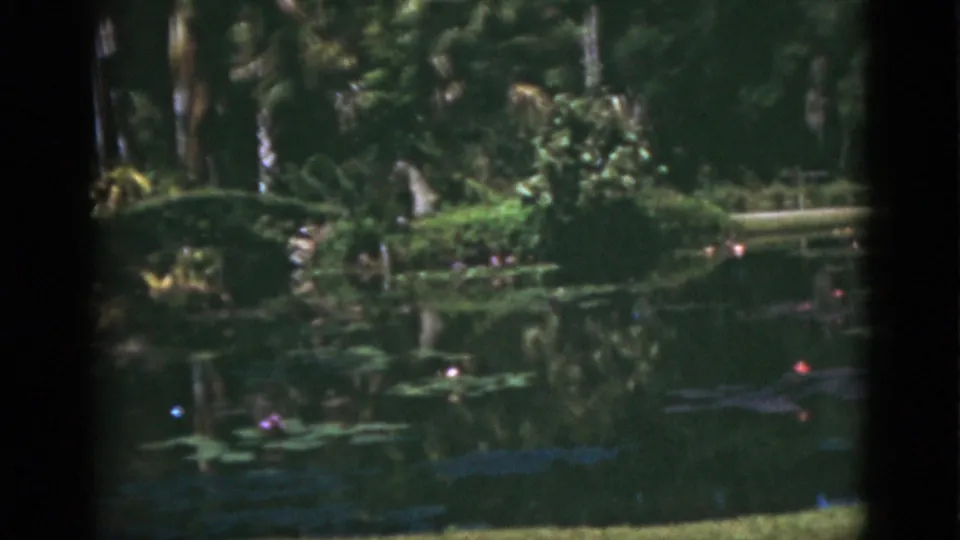 Florida garden pond footage from 1975 showing lily pads, pink water lilies, palm trunks, and layered tropical planting.