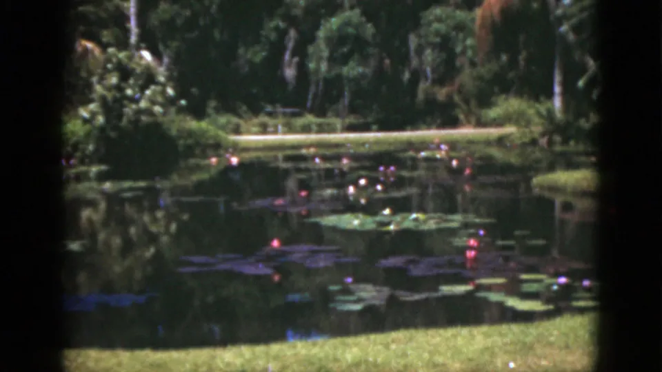 1975 Florida home-movie still of a wider tropical pond view with lily pads, pink water lilies, grass, palms, and garden foliage.