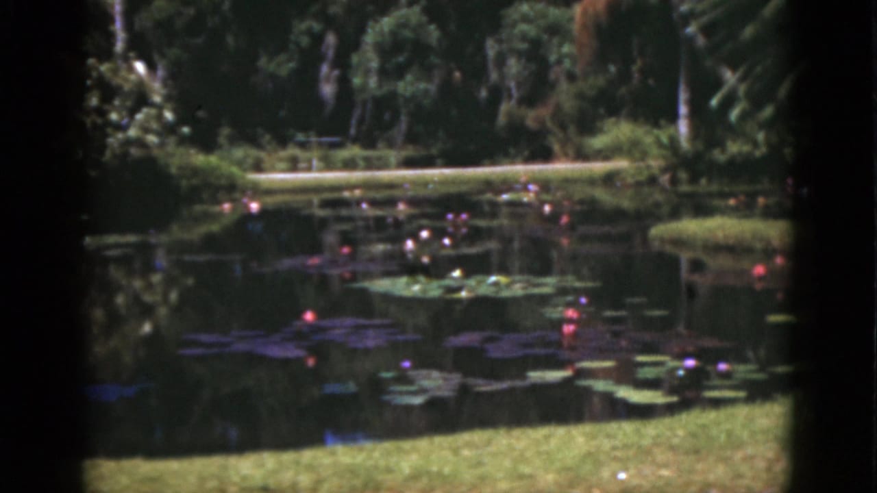 Garden pond with pink water lilies, lily pads, lawn, and dense tropical foliage.