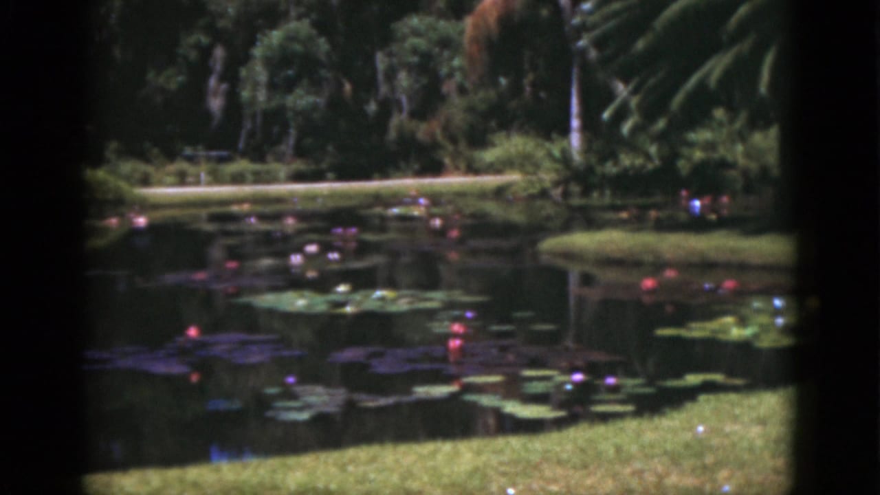 1975 Florida 8mm frame of a tropical garden pond with scattered pink blossoms, lily pads, palms, and dark scan borders.