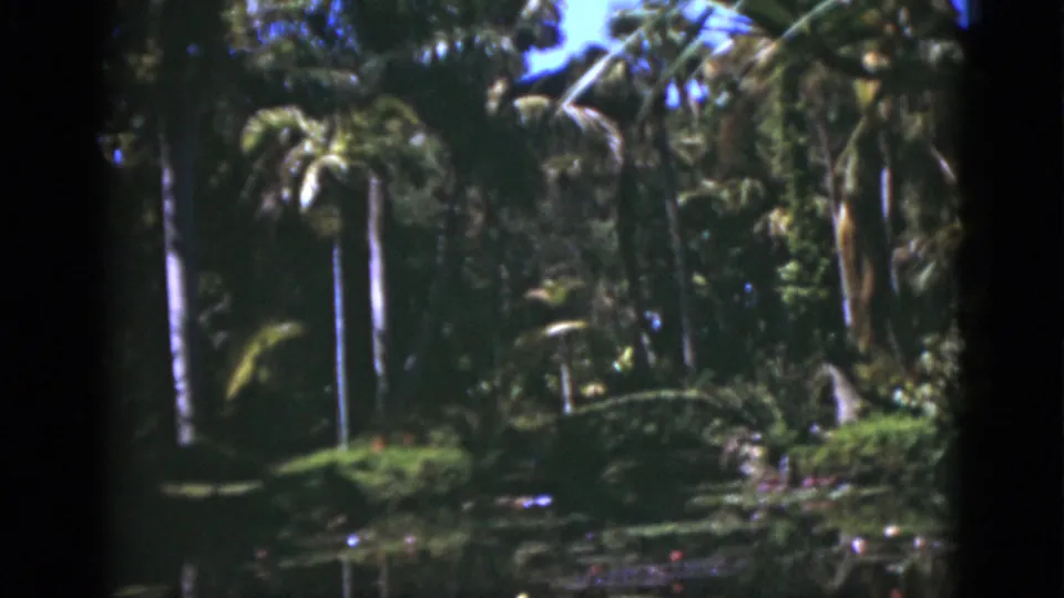 1975 Florida home-movie view of tall palms and dense tropical plants rising behind a garden pond.