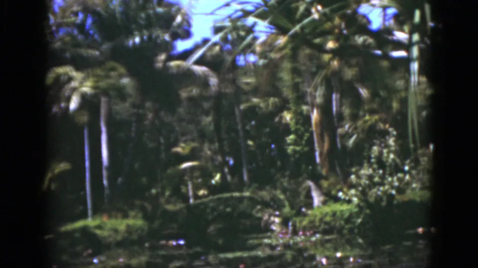 1975 Florida 8mm frame showing palms and layered tropical vegetation around a reflective garden pond.
