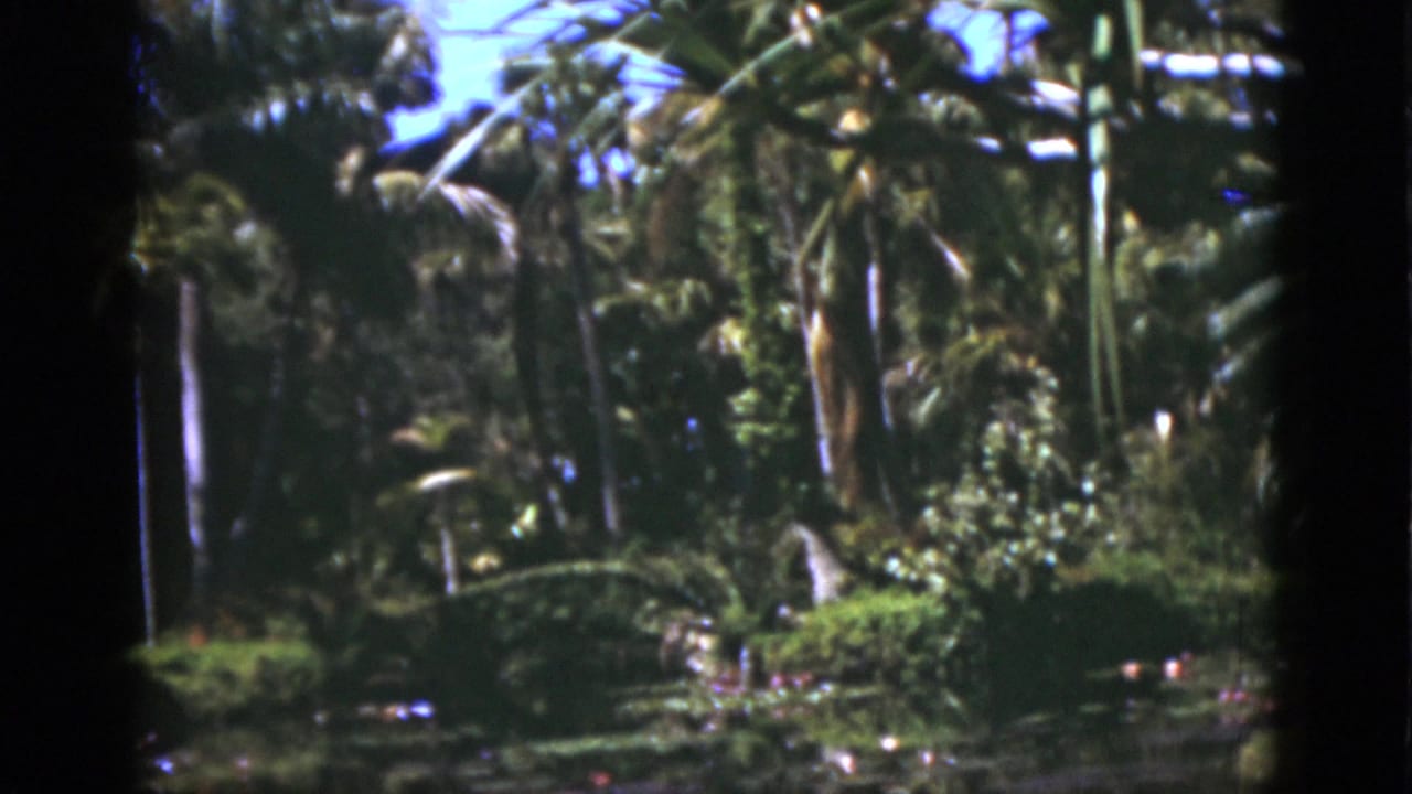 Palm grove with dense greenery, blue sky and soft 8mm film texture.