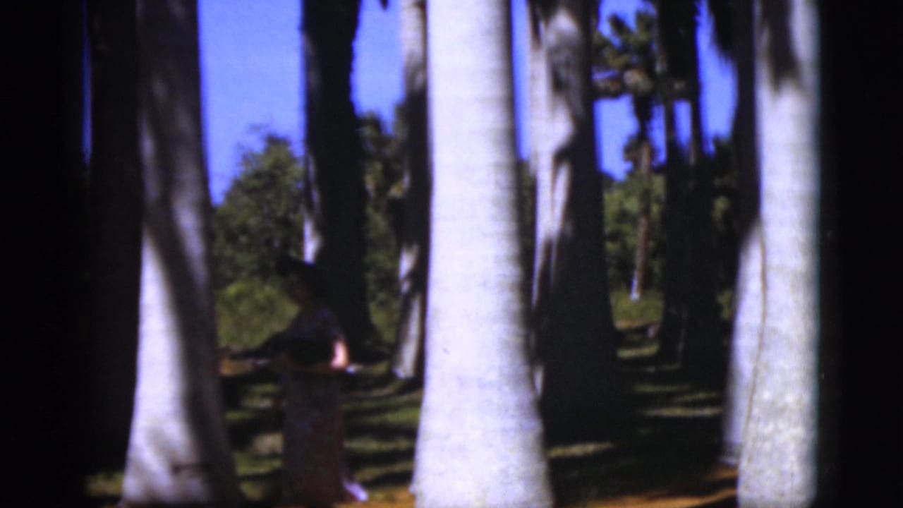 A woman in a floral dress and hat appears between tall palm trunks in a sunny 1975 Florida garden setting.