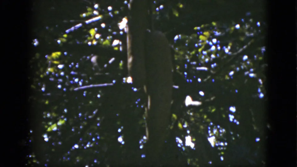 The footage shifts to a darker handheld view of dense green leaves, tree trunks, and scattered sunlight in the Florida setting.