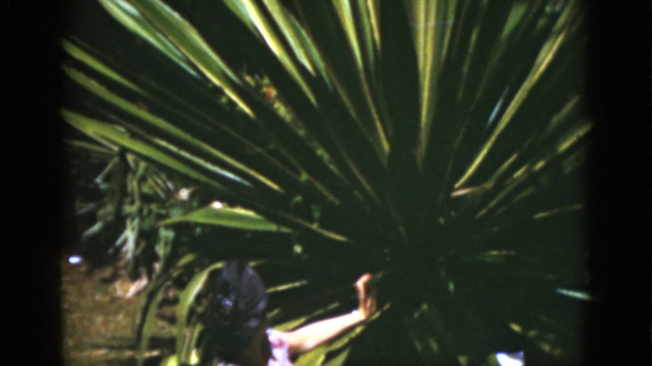 Large spiky green plant with a woman partly visible reaching from the left.