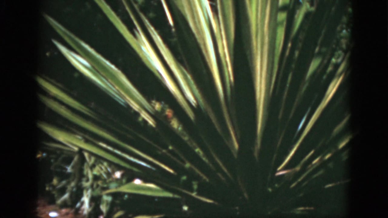 1975 Florida 8mm frame focused on radiating pointed tropical leaves, with dense dark garden foliage behind them.