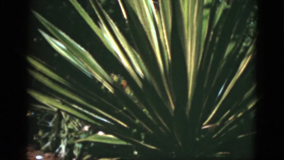 1975 Florida 8mm frame focused on radiating pointed tropical leaves, with dense dark garden foliage behind them.