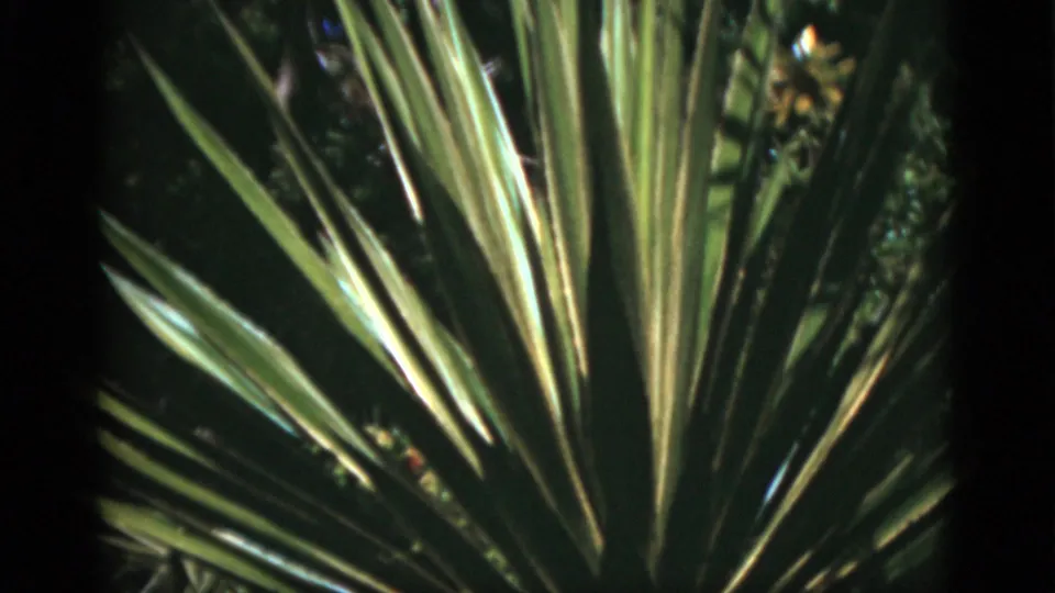 1975 Florida 8mm frame where the large tropical plant dominates the view, its pointed leaves catching light against shadowed foliage.