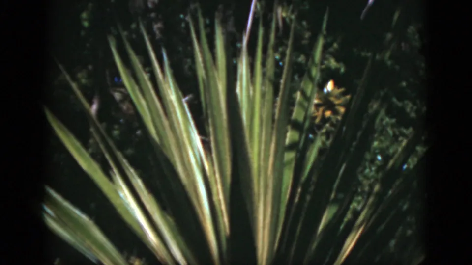 1975 Florida 8mm frame showing the same large pointed-leaf plant from another angle, with dark garden growth in the background.