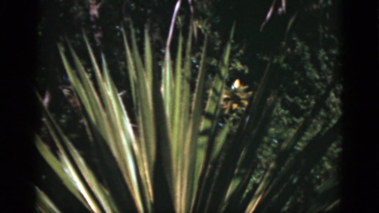 Close view of spiky fan-shaped plant leaves in a lush Florida outdoor setting, captured on 1970s 8mm home-movie film.