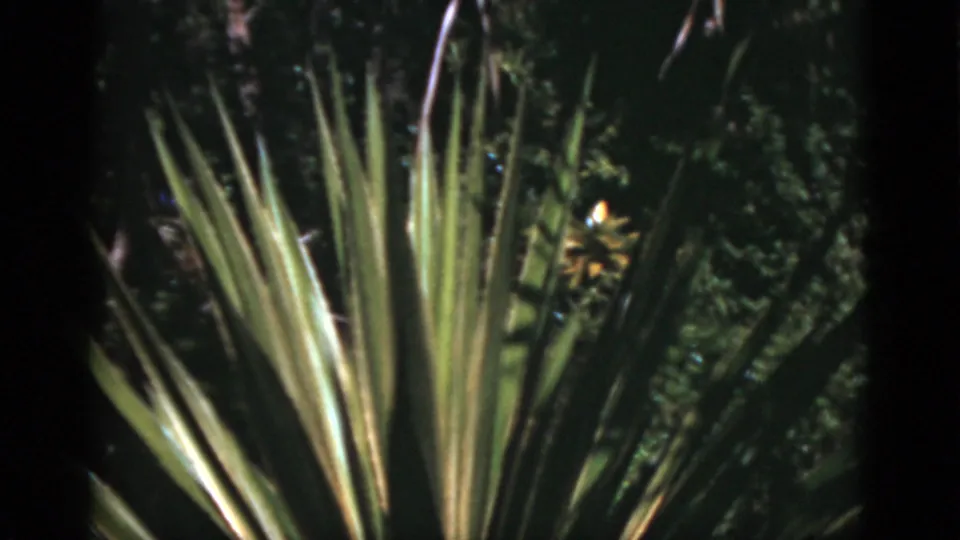 Close view of spiky fan-shaped plant leaves in a lush Florida outdoor setting, captured on 1970s 8mm home-movie film.