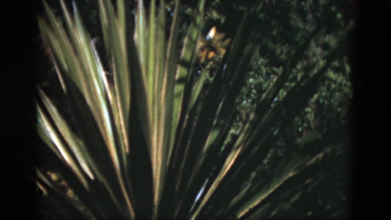 Spiky plant leaves framed closer against a dark green background.