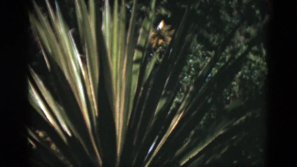 Another close 8mm view of pointed plant leaves, with dense greenery behind them in the Florida travel footage.