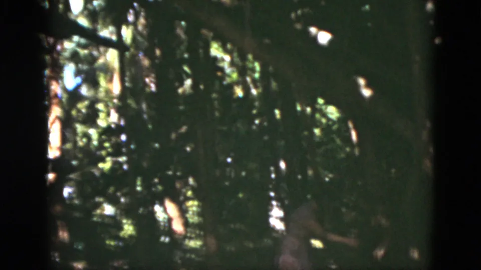Soft 8mm frame from Florida, 1975, with dense foliage and a partly visible woman low in the shaded foreground.
