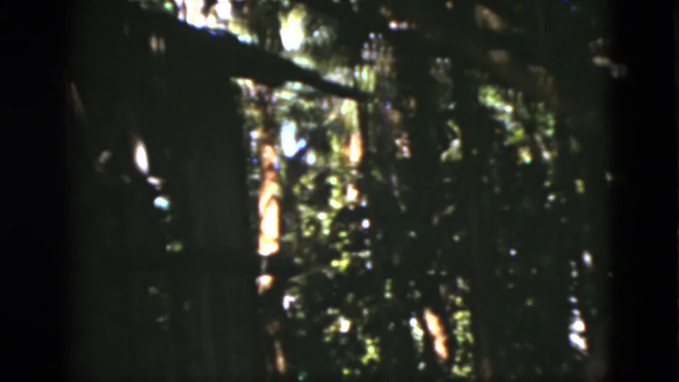 1975 Florida 8mm frame showing dense shaded woods with bright tree trunks and foliage; the person is no longer clearly visible.