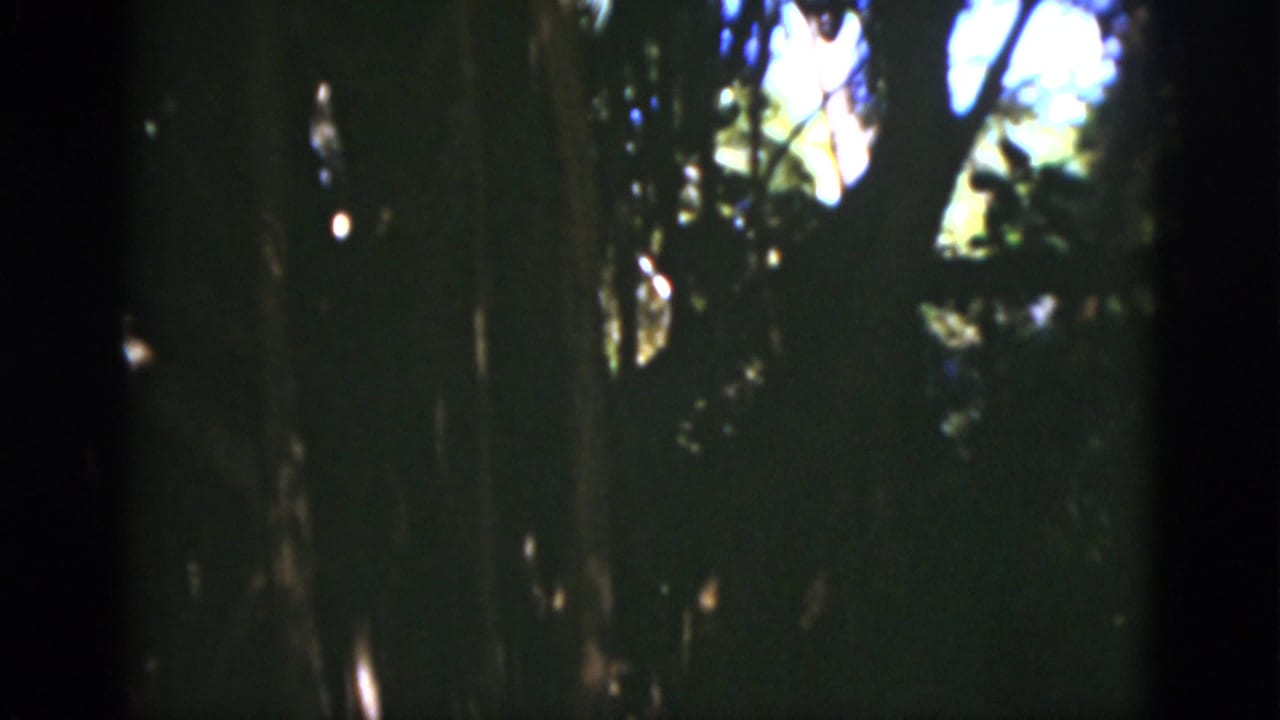 Dark wooded scene with tall trunks, foliage, and bright patches of sunlight.
