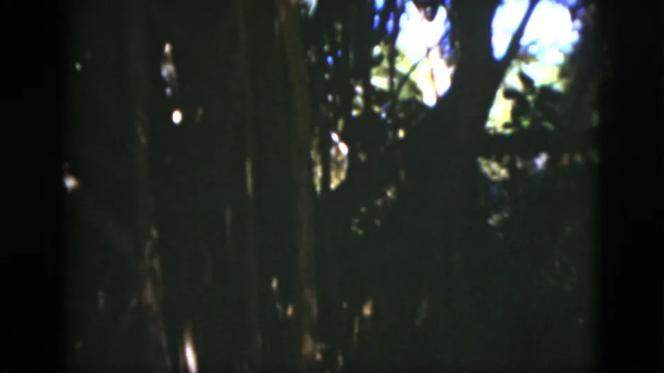 1975 Florida 8mm frame showing dense trees and shaded foliage with sunlit gaps overhead; the person is not clearly visible in this frame.