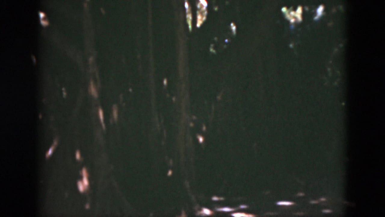 1975 Florida 8mm frame of a dim wooded area, with vertical tree trunks and dappled sunlight visible through the foliage.