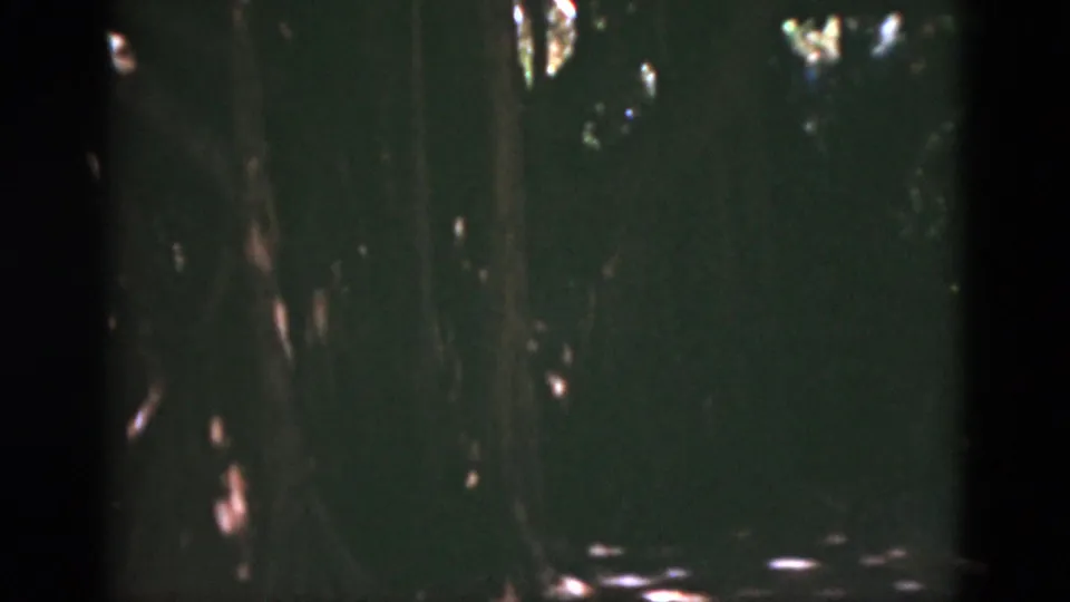 1975 Florida 8mm frame of a dim wooded area, with vertical tree trunks and dappled sunlight visible through the foliage.