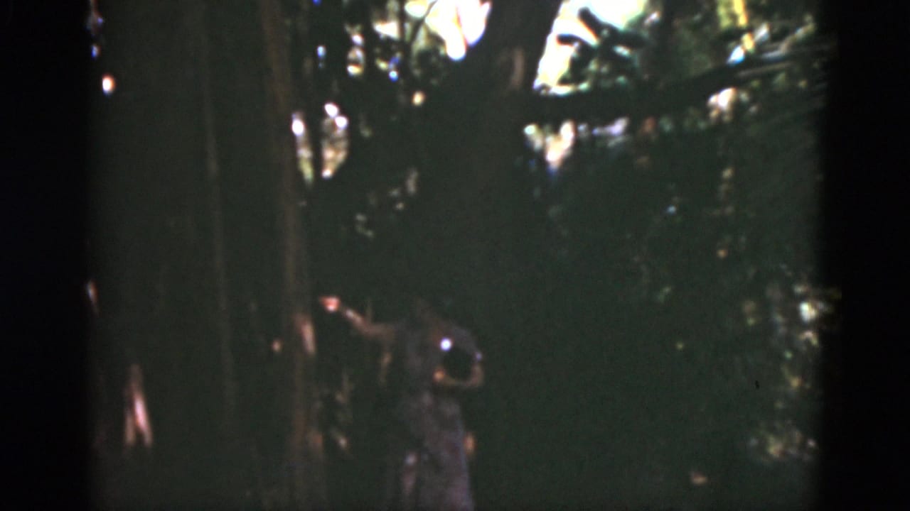1975 Florida home-movie frame showing a woman in pink near a tree under dense, shadowed foliage.
