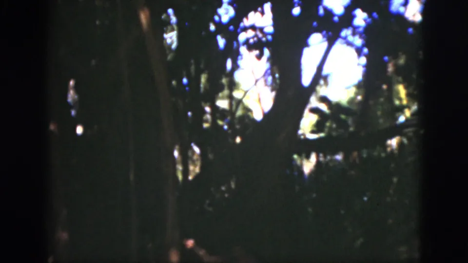Soft 8mm frame from a Florida wooded setting with bright canopy gaps and a partially visible person near the bottom.