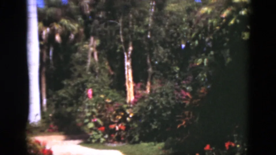 1975 Florida home-movie frame showing a garden path, tropical plantings, tree trunks, and red flowers.