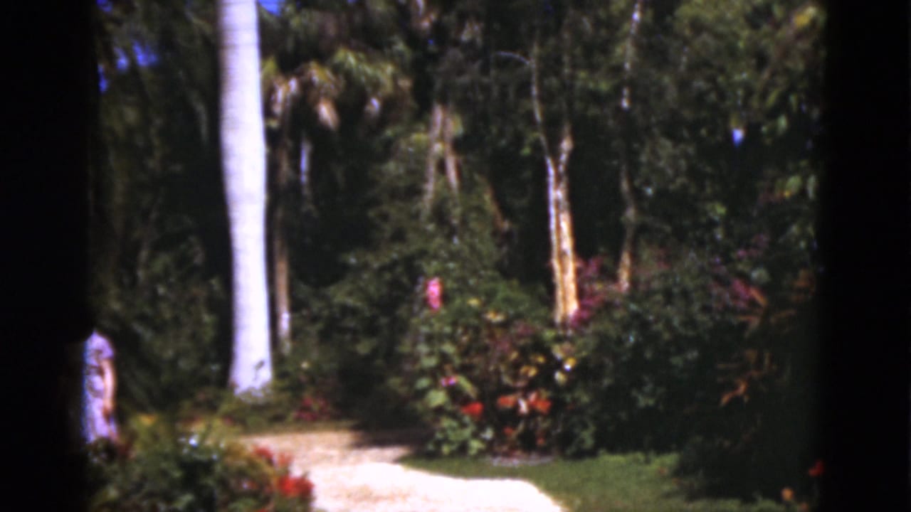 Sunlit garden path with palm trunks, dense foliage, and a partial figure at the left edge.