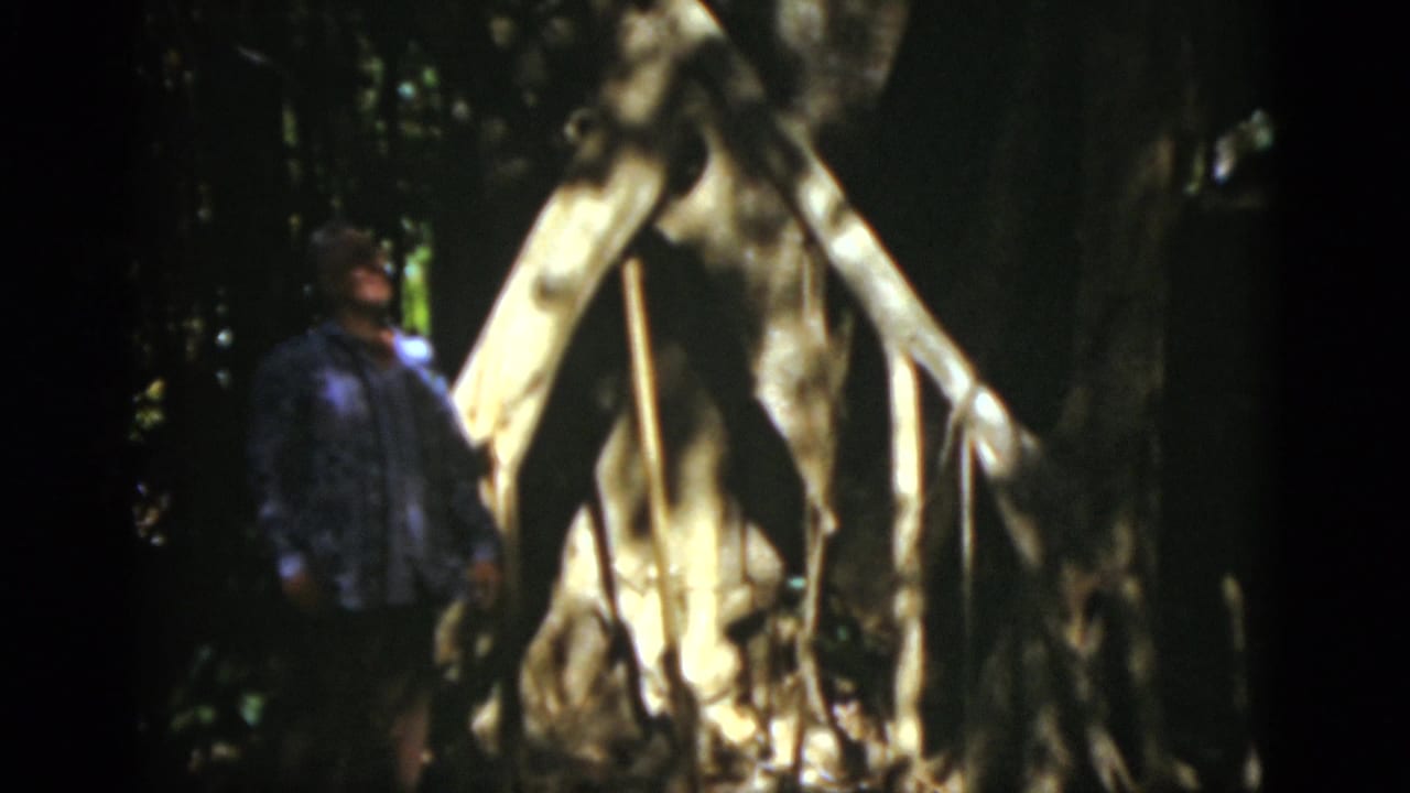 Person near a tan shelter or tree roots in a dark wooded setting.