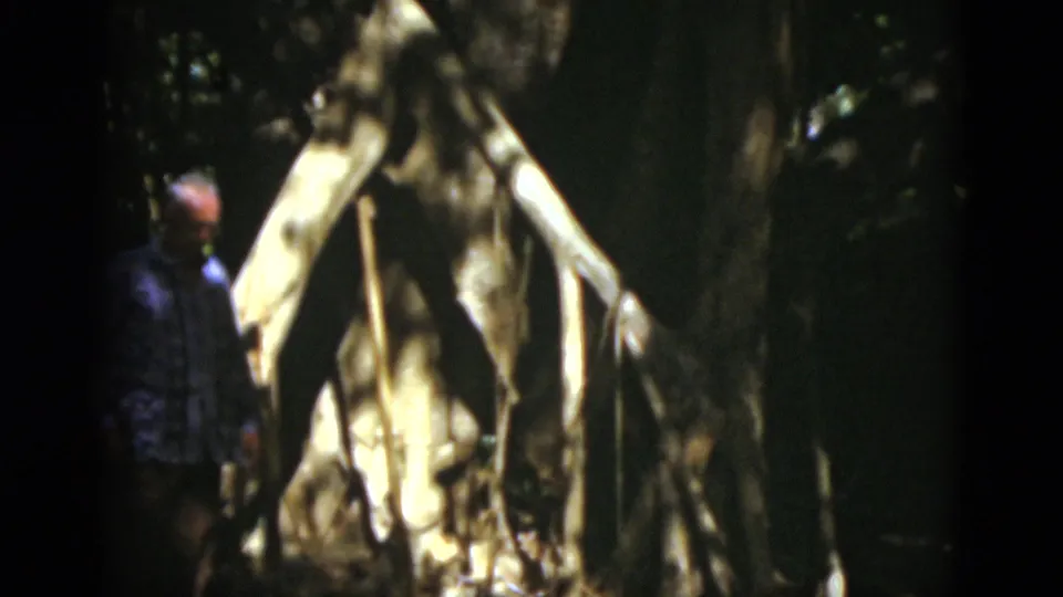 The 8mm frame places the person at the left edge, with pale roots or tent material catching sunlight in the forest.