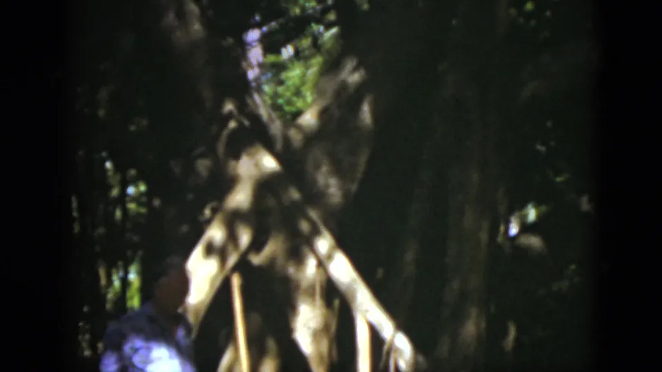 A partly visible person appears near broad pale roots or a rustic shelter, framed by dense Florida woodland shade.