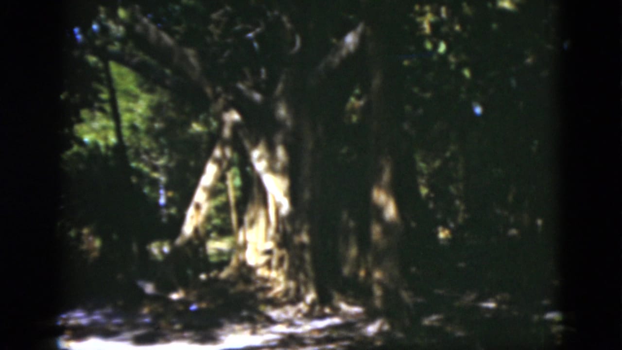 Shaded forest path with large pale tree roots and heavy canopy overhead.