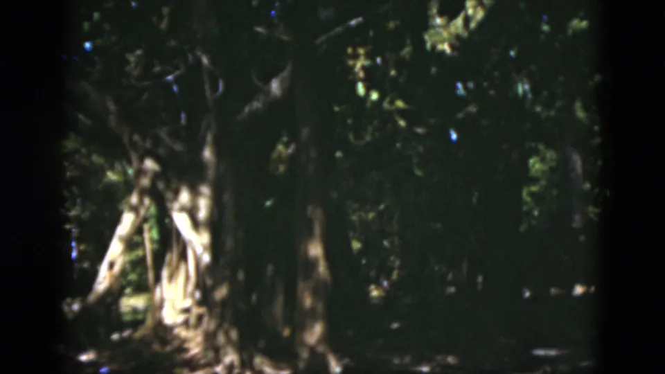 1975 Florida 8mm frame with banyan-like roots, heavy trunks, and dim green forest cover.
