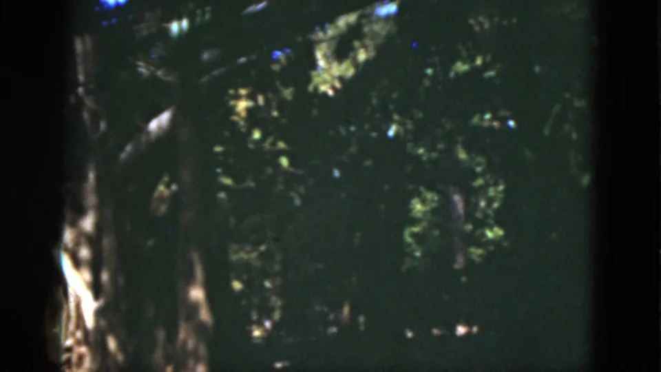 1975 Florida 8mm frame looking into dense shaded woods with trunks, leaves, and filtered daylight.