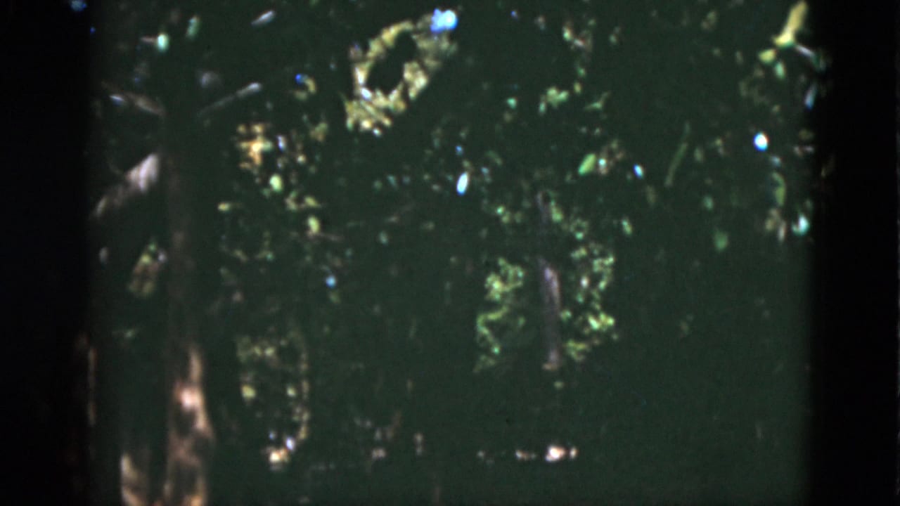 Shaded trees and dense foliage seen through dark 8mm frame edges.