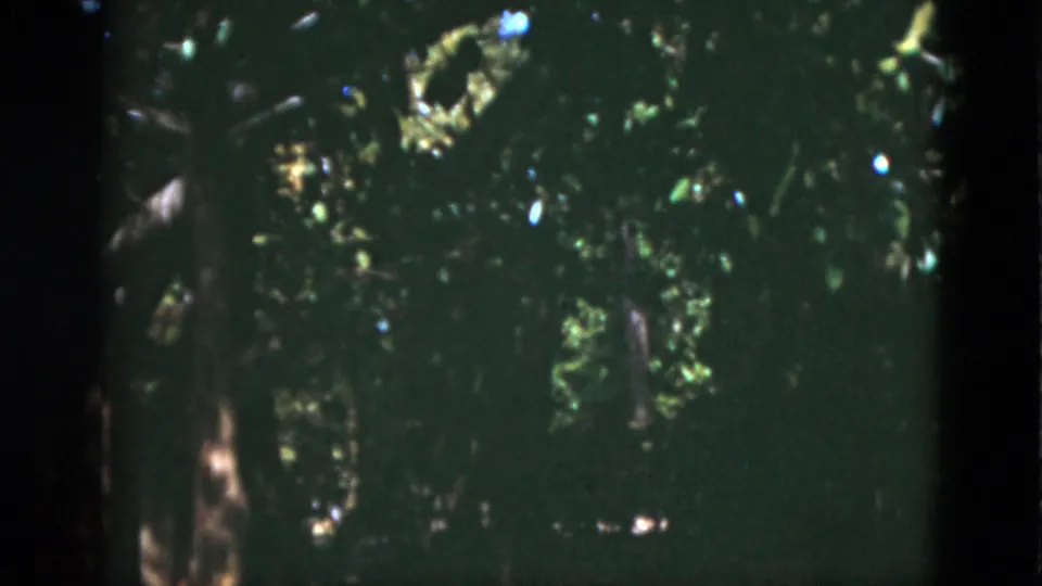 1975 8mm home-movie view of a dim, leafy wooded area with sunlight filtering through trees.
